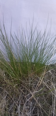 Festuca idahoensis