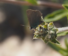 Callophrys dumetorum