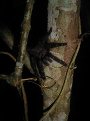 Psalmopoeus