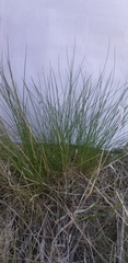 Festuca idahoensis