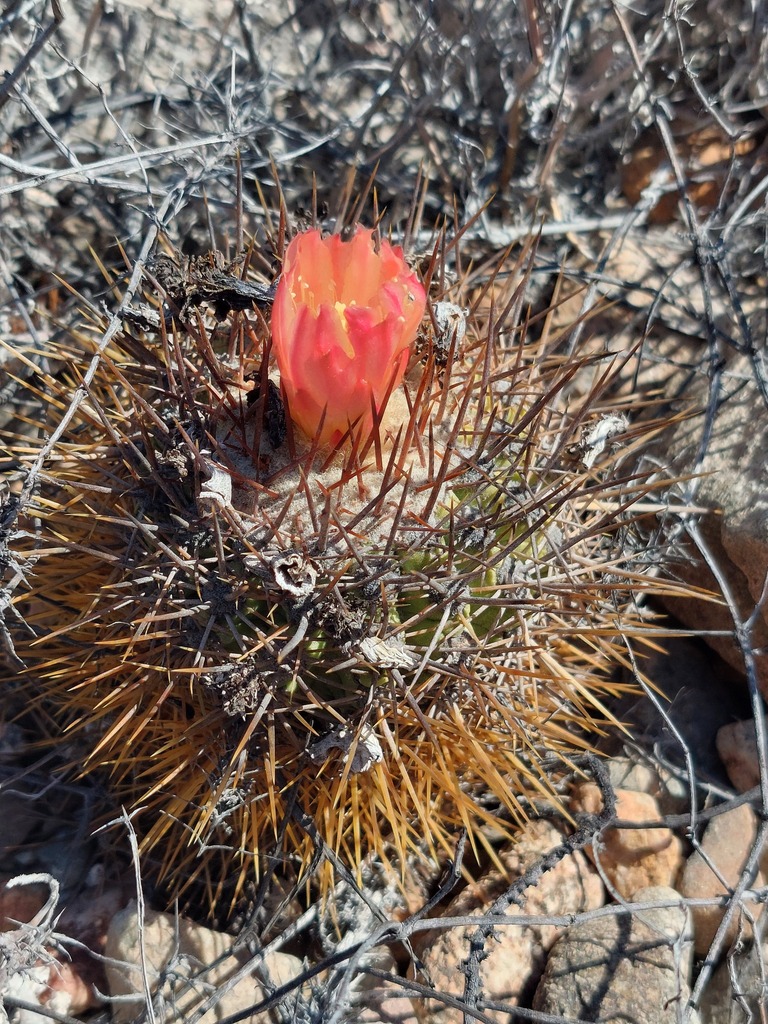 Copiapoa rupestris