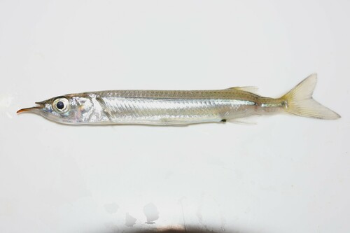 Garfish (Arrhamphus sclerolepis) — Hemiramphidae — 5