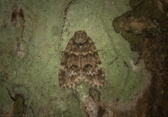 Scaphidriotis xylogramma