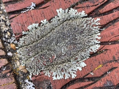 Xanthoparmelia mougeotina