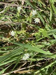Stellaria littoralis
