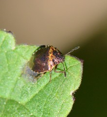 Cosmopepla uhleri