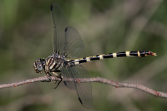 Phyllogomphoides stigmatus