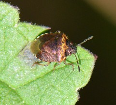 Cosmopepla uhleri