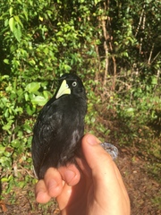 Amblycercus holosericeus