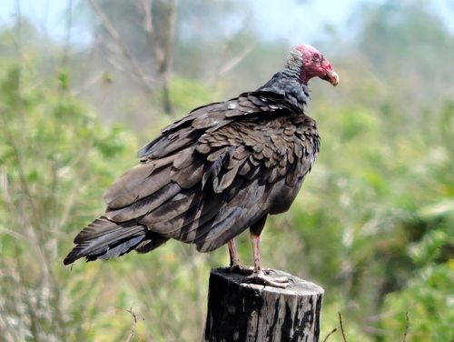 Turkey Vulture
