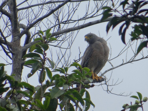 Roadside Hawk