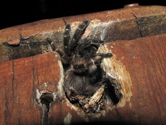 Psalmopoeus