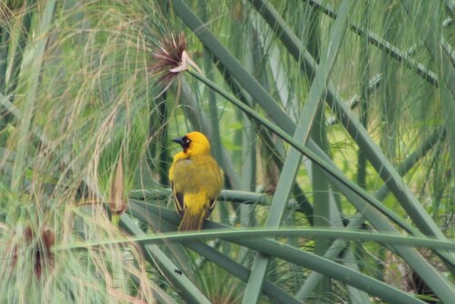 Northern Brown-throated Weaver (Ploceus castanops), photo 3