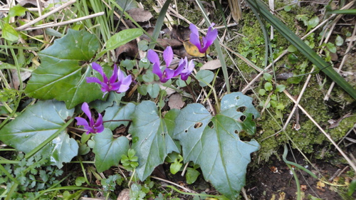 Ciclamino primaverile