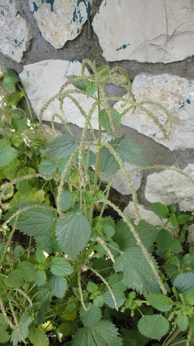 Mediterranean Nettle