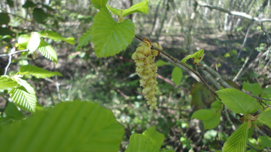 Eastern Hornbeam