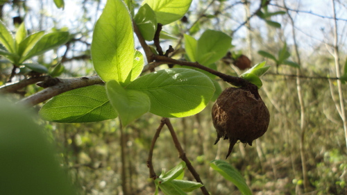 Medlar