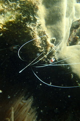Stenopus hispidus image
