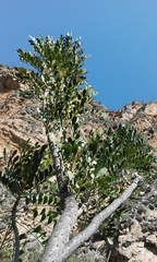 Pseudosmodingium virletii