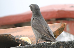 Molothrus bonariensis