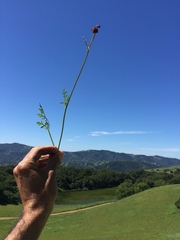 Sanicula bipinnatifida