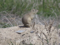 Piute Ground Squirrel photo 2