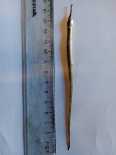 Bay pipefish (Syngnathus macrobrachium) — Syngnathidae — 3