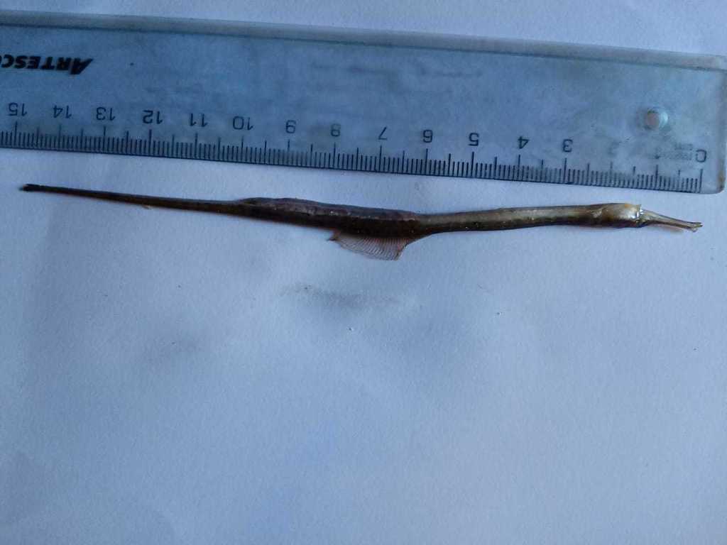 Large-Fin Pipefish