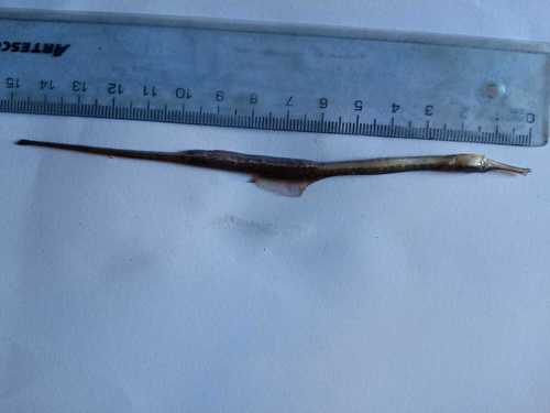 Bay pipefish (Syngnathus macrobrachium) — Syngnathidae — 2