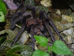 Citharacanthus meermani