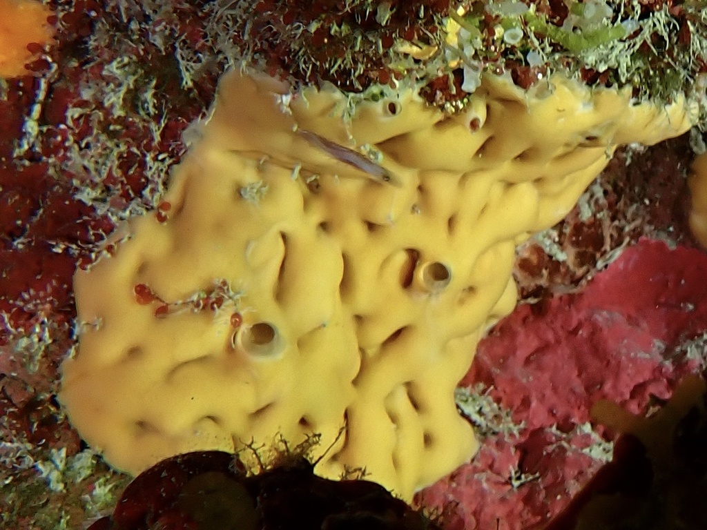 Plakina jamaicensis