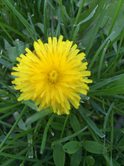 Taraxacum officinale