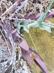Flaveria chlorifolia