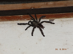 Psalmopoeus