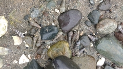 Batillaria attramentaria