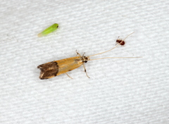 Crocanthes micradelpha