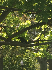 Corvus brachyrhynchos