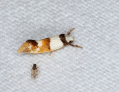 Crepidosceles glycydora