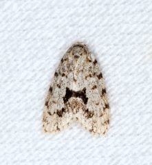 Thallarcha macilenta