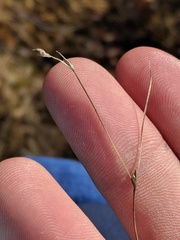 Carex trisperma