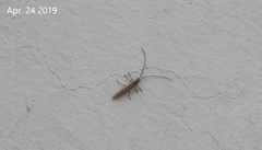 Coreocalamobius parantennatus