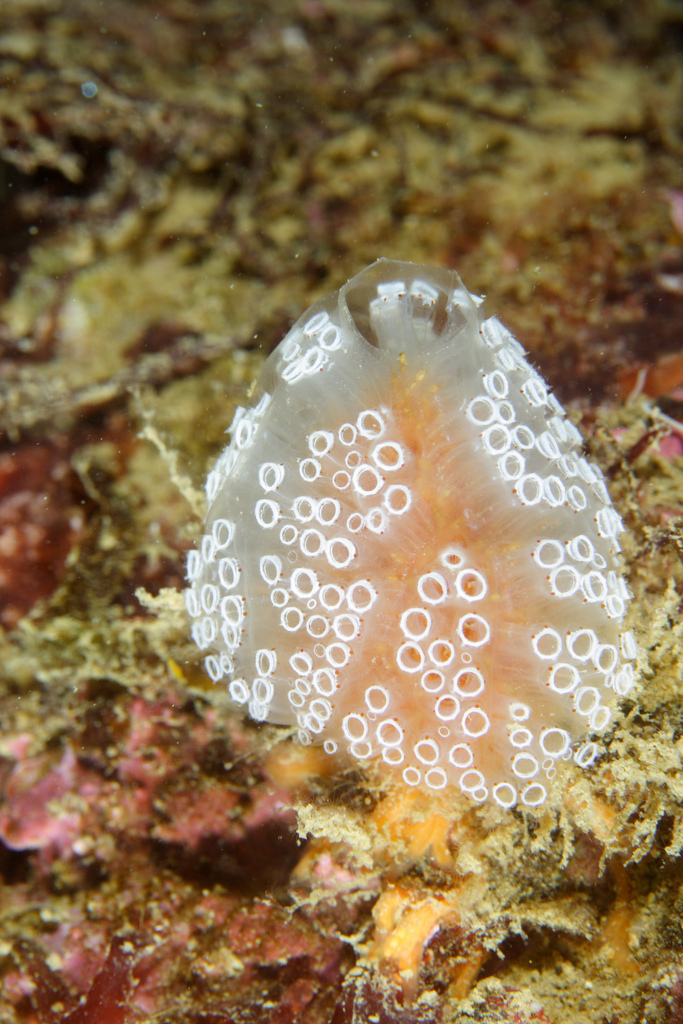 Aplidium ocellé