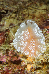 Aplidium ocellé photo 1