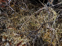 Carex trisperma