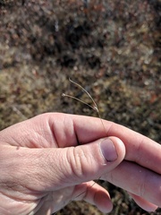 Carex trisperma