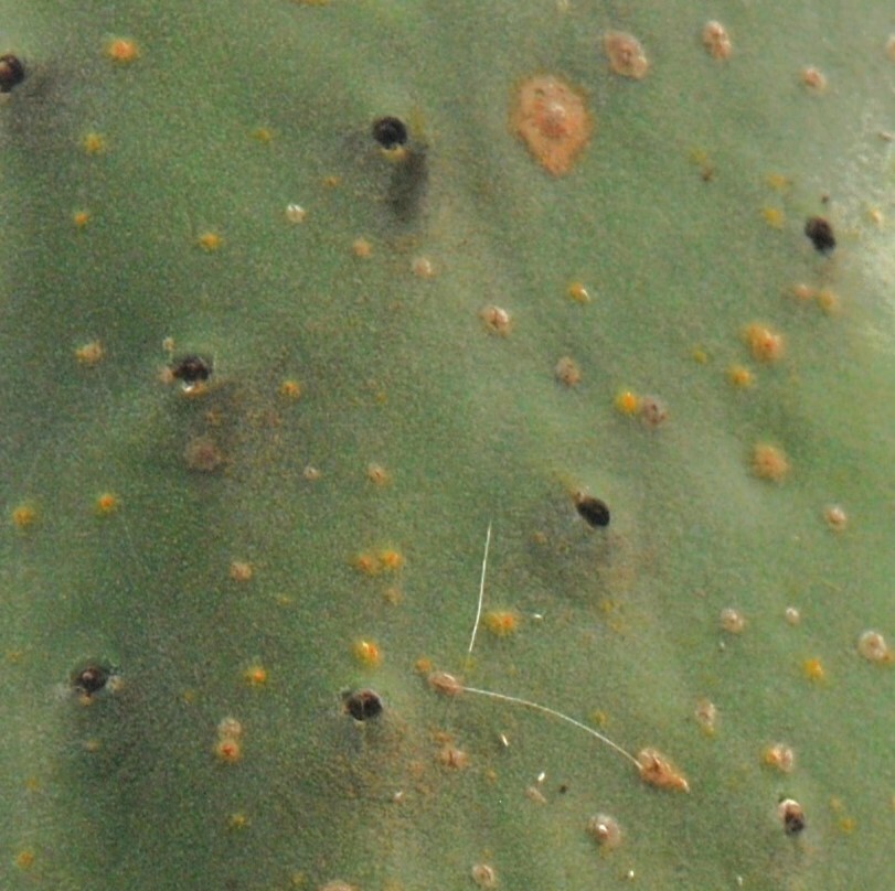 Phyllosticta concava