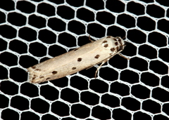 Ethmia heptasema
