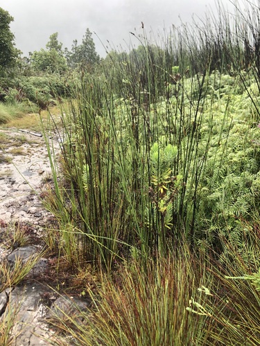 Slanghoek Goldreed (Elegia thyrsifera)