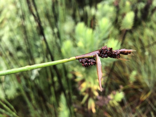 Image of Elegia thyrsifera by (c) Caroline Voget, some rights reserved (CC BY)