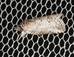 Nycteola polycyma